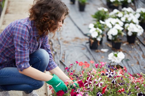 A woman with curly brown hair, dressed in a purple plaid shirt and blue jeans, is kneeling on a paved garden path while tending to a vibrant bed of flowering plants. She is wearing green gardening gloves and carefully handling the colorful blooms, which include shades of pink, purple, and white, arranged in a well-maintained garden bed. Behind her, there are additional potted plants with white flowers positioned on black mulch or landscape fabric, indicating active planting or garden maintenance in a landscaped outdoor space. The garden layout features a mix of flower beds with rich, dark soil and neatly laid paving stones. The scene is set outdoors with natural light, suggesting a mild weather day suitable for gardening in Camden Town, aligning with professional gardening services offered in the area by Landscapers Camden Town. The overall environment emphasizes a tidy and carefully cultivated garden space, ready for ongoing maintenance or landscaping improvements.