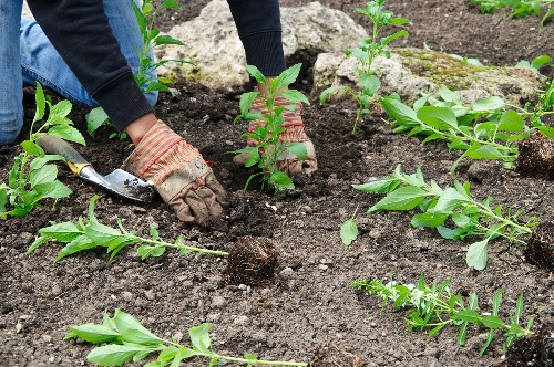 A person wearing gardening gloves is planting shrubs in a prepared garden bed with rich, dark soil. The garden features multiple young, leafy green plants arranged in rows, with some plants supported by stakes. In the background, there are larger shrubs and a section of soil that appears freshly tilled. The scene is outdoors under natural daylight, and the area looks well-maintained, indicating ongoing gardening or landscaping work by a professional team such as Landscapers Camden Town, serving local residents with lawn and garden enhancements.