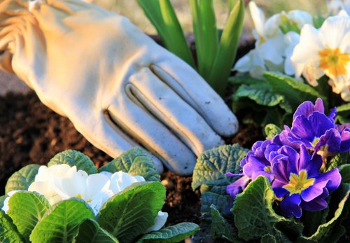 A close-up view of a gardener's hand wearing a light-colored gardening glove, gently tending to a small garden bed. The bed contains a variety of flowering plants and green foliage, including white and purple primroses with vibrant petals and dark green, textured leaves. Surrounding the flowers, there is dark, freshly turned soil, indicating recent planting or maintenance work. In the background, tall green leaves and additional garden plants are visible, suggesting an outdoor landscaped area typical of residential or community gardens in Camden Town. The natural light highlights the colors and textures of the plants, emphasizing the active outdoor gardening environment and the careful attention to garden care, aligning with services provided by landscapers in Camden Town or similar areas.