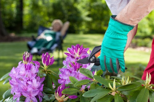 In the foreground, a gardener wearing teal gardening gloves is pruning a flowering shrub with vibrant purple blossoms and glossy green leaves, using pruning shears. The shrub is situated in a well-maintained garden bed with soil visible at the base. In the background, a lush green lawn extends across the outdoor space, bordered by a line of dense, leafy trees providing shade and privacy. A wooden garden chair is partially visible, blurred out, indicating a comfortable outdoor setting. The scene is outdoors on a bright day with natural sunlight illuminating the garden, emphasizing the natural tones of the foliage and flowers. The overall environment showcases a tidy, landscaped garden area suitable for professional gardening or lawn care services such as those offered by Landscapers Camden Town, in the Camden Town area, suggesting a focus on garden maintenance and plant care.