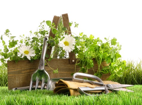 A neatly maintained garden scene featuring a low wooden garden border with a variety of green plants and foliage growing in it, including some broad-leaved plants. In front of the border, there is a patch of lush, green grass. Several gardening tools, including a small garden fork, trowel, and pruning shears, are laid out on the grass, along with a pair of gardening gloves. The background displays a clear and bright outdoor environment, suggesting natural daylight and a calm, well-kept garden space typical of residential landscaping in Camden Town. The overall scene emphasizes garden maintenance and outdoor care, aligning with professional gardening services offered by Landscapers Camden Town.