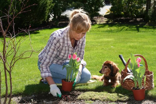 A woman with blond hair tied back, wearing a checkered shirt and blue jeans, is kneeling on a well-maintained grassy garden lawn in Camden Town, engaging in planting or gardening activities. She is wearing gardening gloves and appears focused on placing a potted tulip plant with pink blossoms into the soil near a small, freshly tilled garden bed. In the background, there are tall, leafy trees and neatly trimmed shrubs that define the garden boundary. To her right, a wicker basket filled with more potted tulips is partially visible, alongside a second potted tulip plant positioned nearby. A small, brown, terrier-like dog sits attentively beside her, looking towards the planting activity. The lawn has dense, vibrant green grass, contrasting with the darker, moist soil of the garden bed. The scene is outdoors on a clear day, with natural sunlight casting soft shadows, indicating pleasant weather. This image showcases typical garden maintenance, highlighting the importance of planting and outdoor care, aligning with services offered by Landscapers Camden Town in local gardening and landscaping solutions.